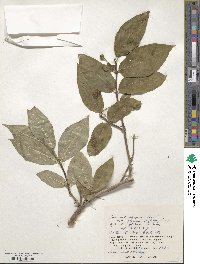 Lonicera alpigena image