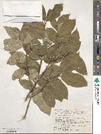 Lonicera alpigena image