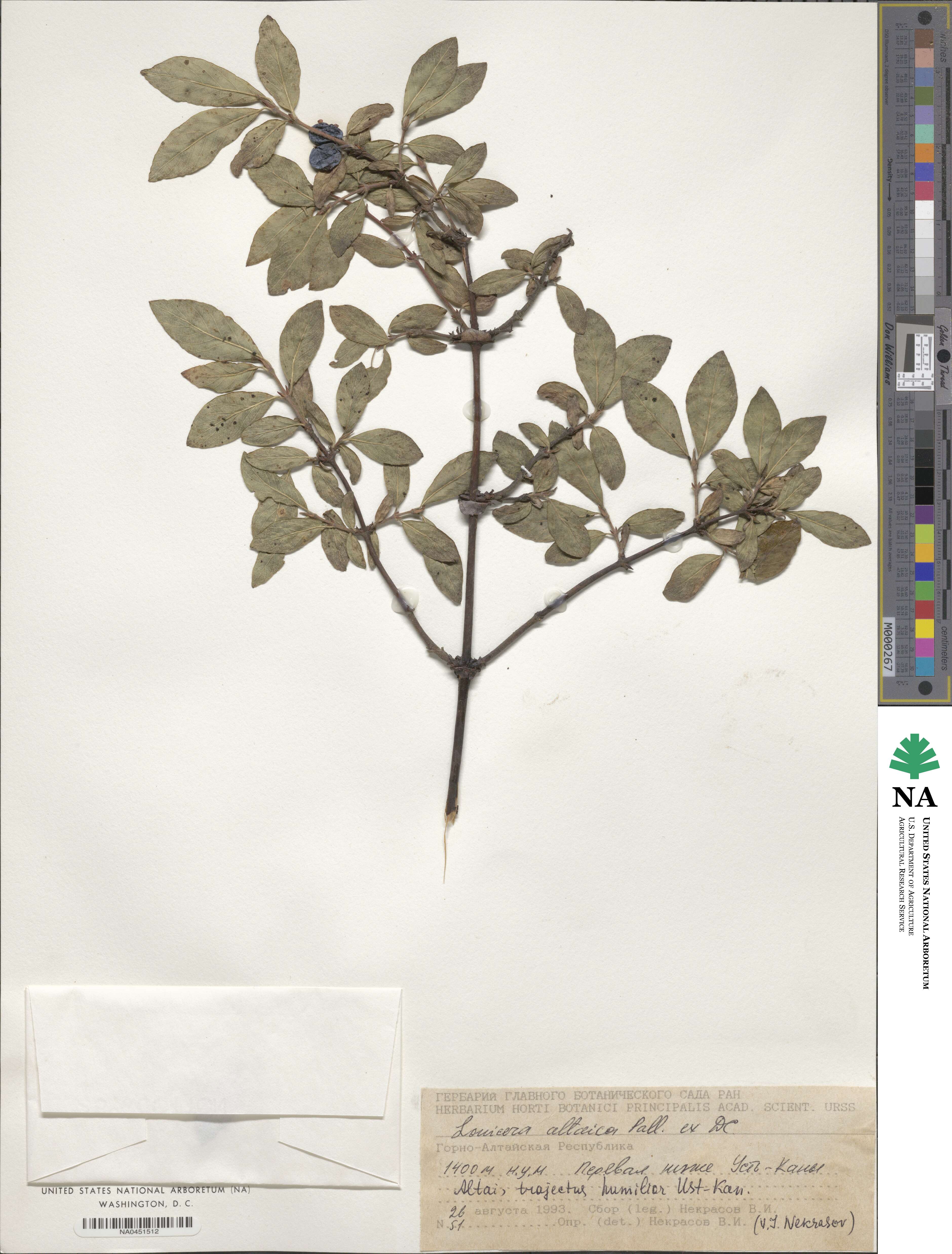 Lonicera caerulea subsp. altaica image