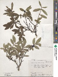 Lonicera caerulea subsp. altaica image