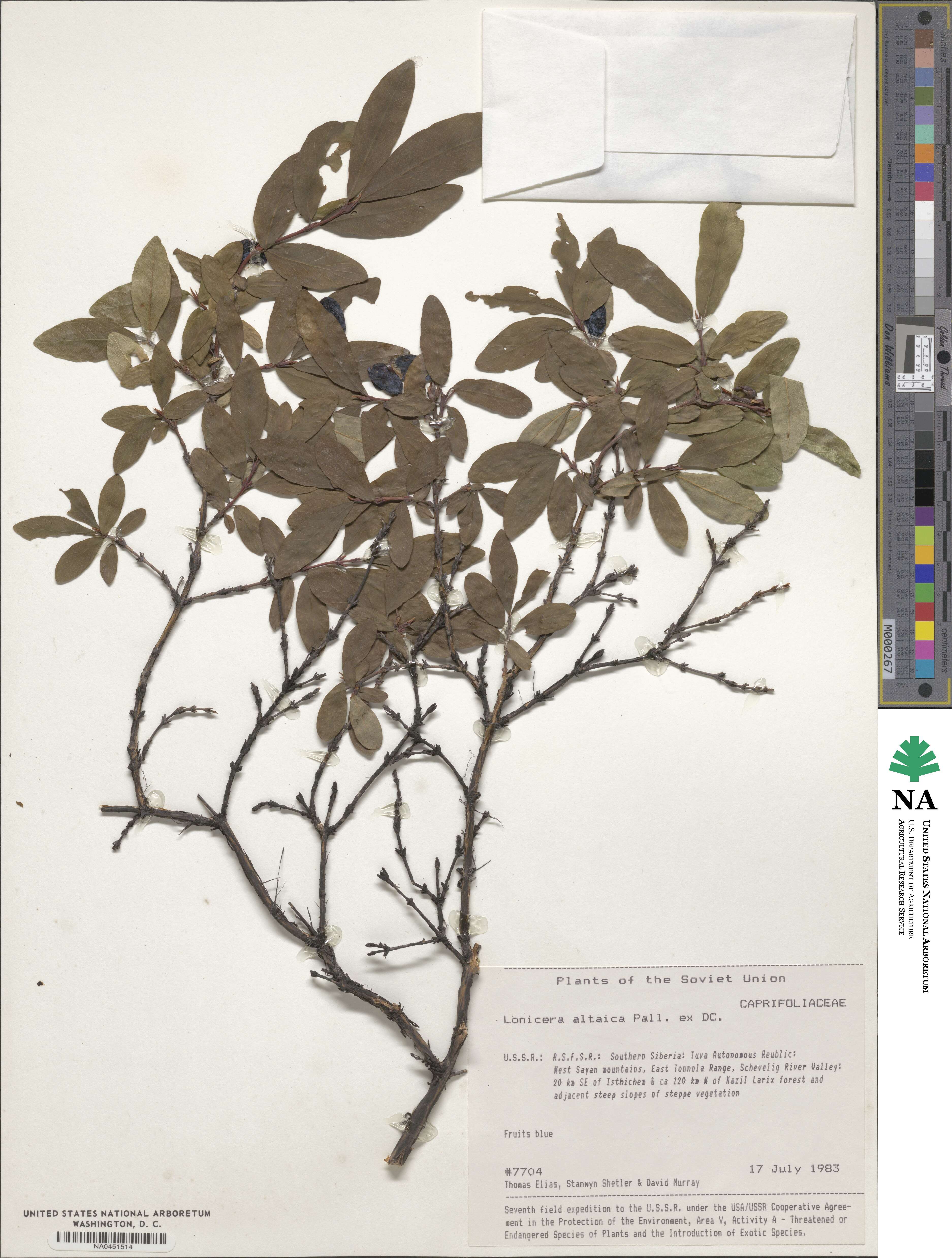 Lonicera caerulea subsp. altaica image