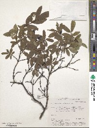 Lonicera caerulea image