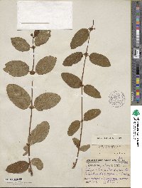 Lonicera caerulea image