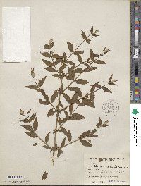 Lonicera angustifolia image