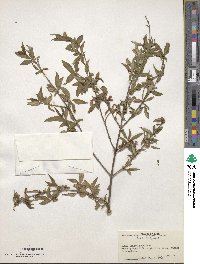 Lonicera angustifolia image