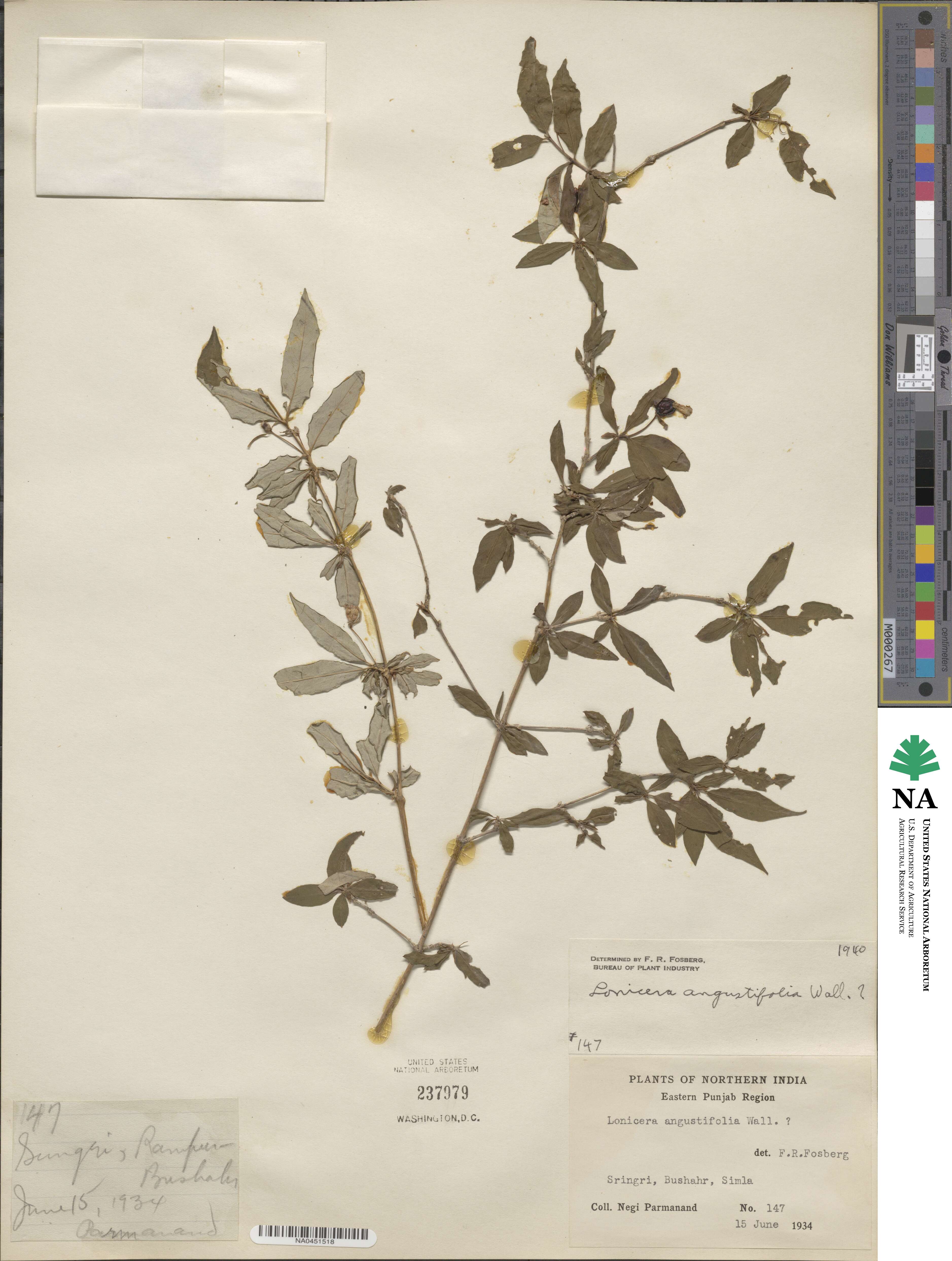 Lonicera angustifolia image