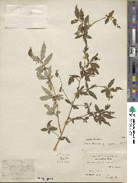 Lonicera angustifolia image