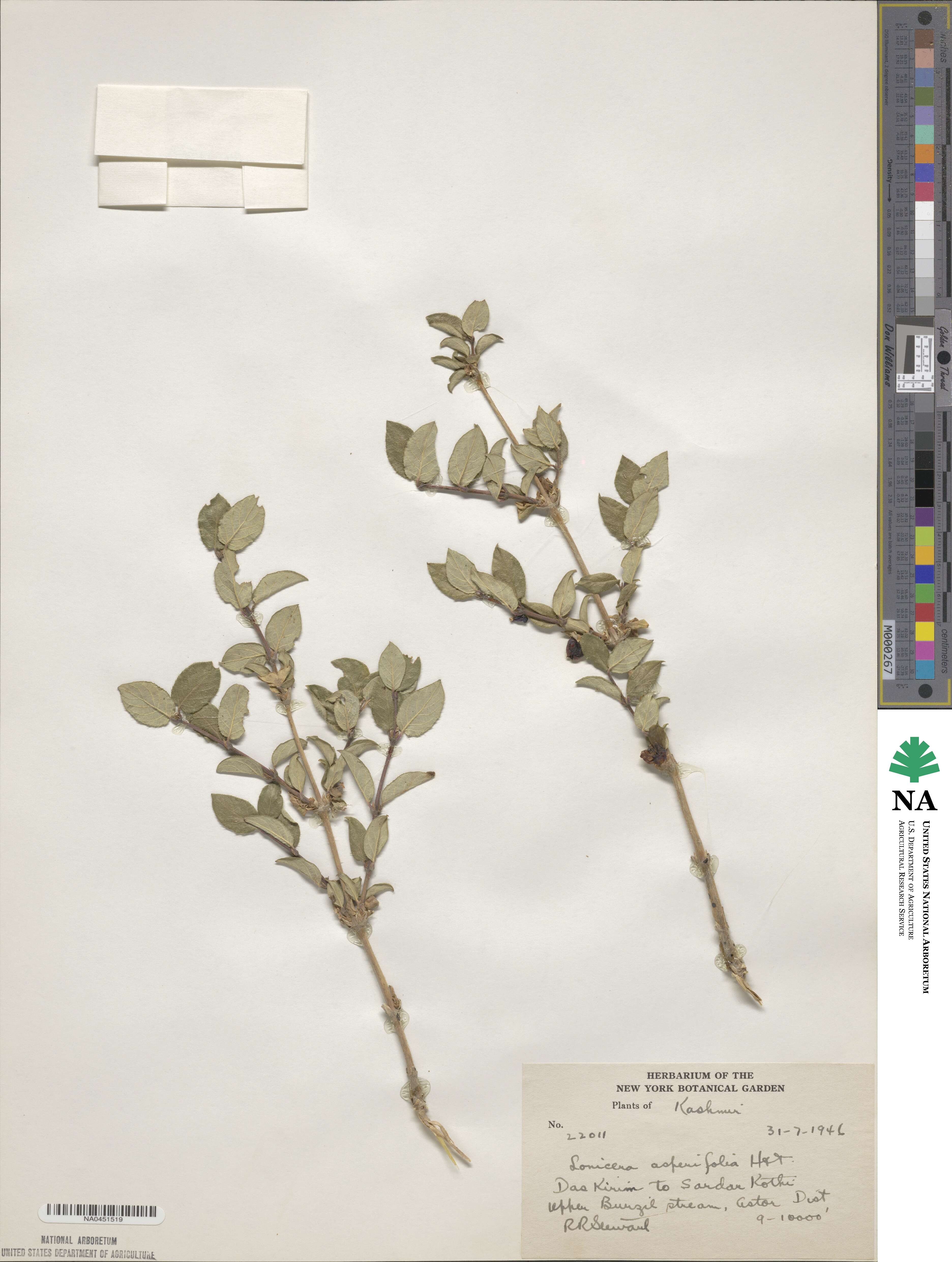 Lonicera asperifolia image