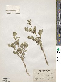 Image of Lonicera asperifolia