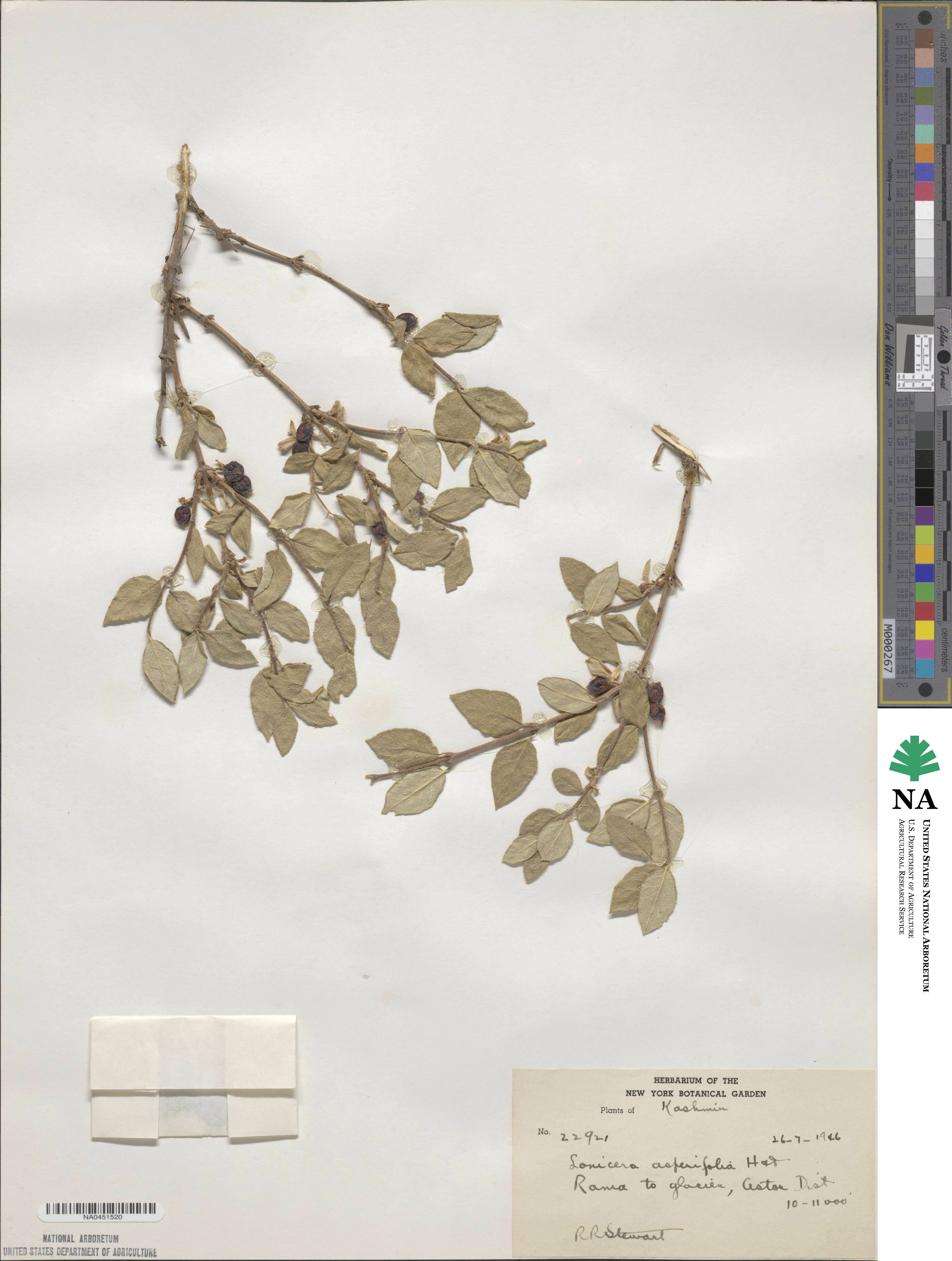 Lonicera asperifolia image