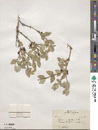 Lonicera asperifolia image