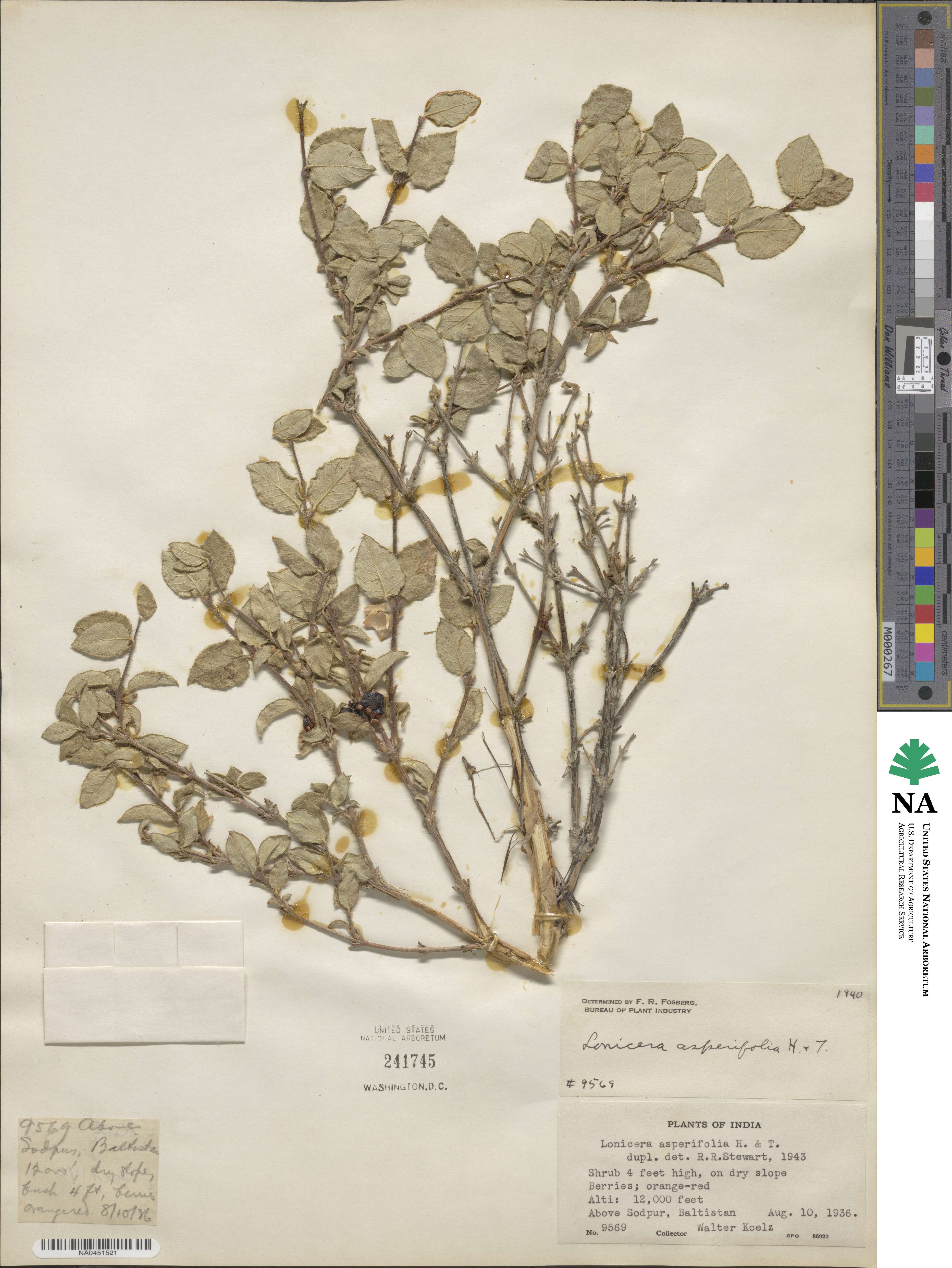 Lonicera asperifolia image