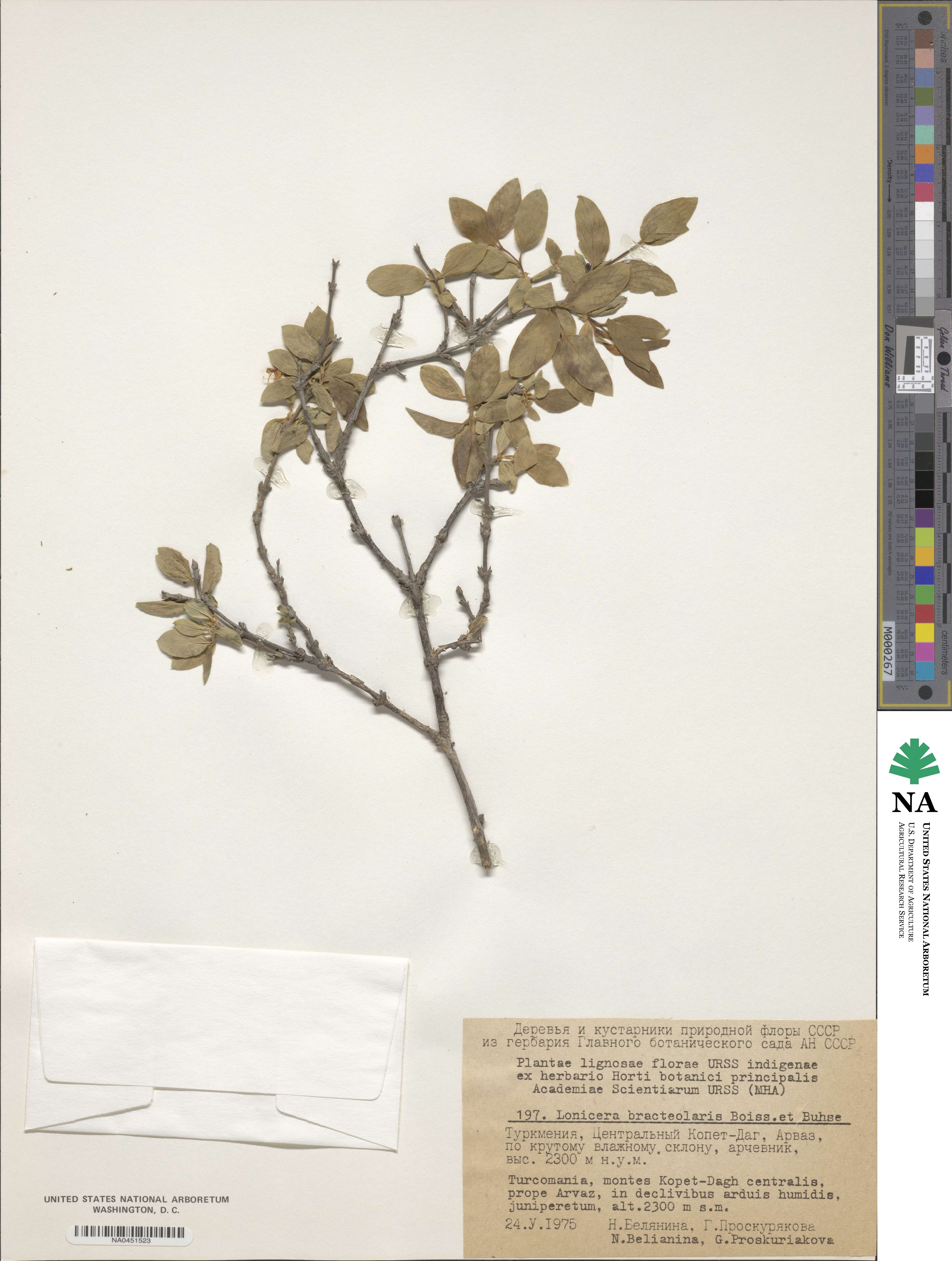 Lonicera bracteolaris image