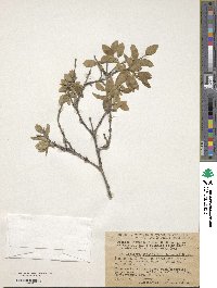 Lonicera bracteolaris image