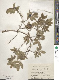 Lonicera caerulea image