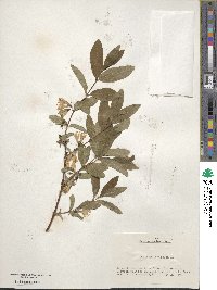 Lonicera caerulea image