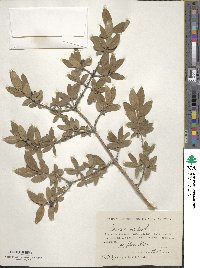 Lonicera caerulea image