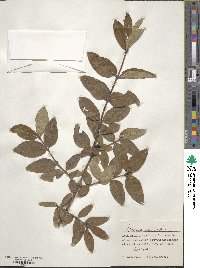 Lonicera caerulea image