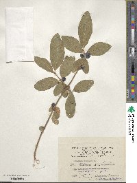 Lonicera caerulea image