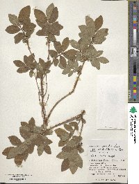 Lonicera caerulea image