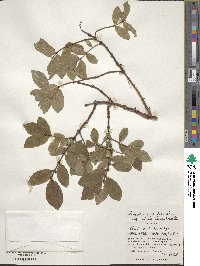 Lonicera caerulea image