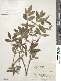 Lonicera caerulea image