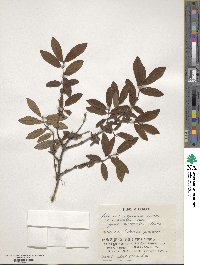 Lonicera caerulea image