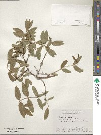 Lonicera caerulea image