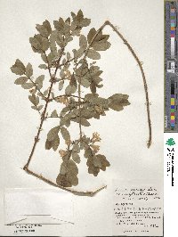 Lonicera caerulea image