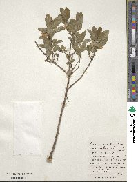 Lonicera caerulea image