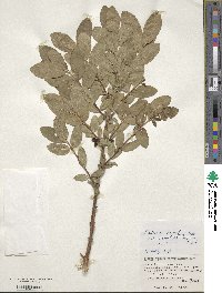 Lonicera caerulea image