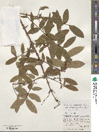 Lonicera caerulea image