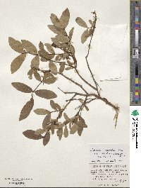 Lonicera caerulea image