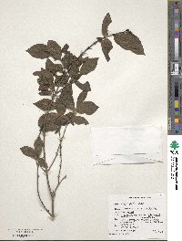 Lonicera caucasica image