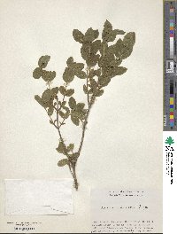 Lonicera chamissoi image