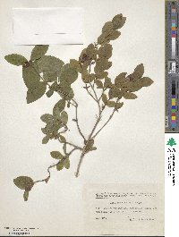 Lonicera chamissoi image