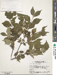 Lonicera chrysantha image