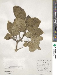 Lonicera chrysantha image