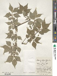 Lonicera chrysantha image