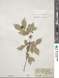 Lonicera chrysantha image