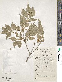 Lonicera chrysantha image