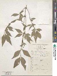 Lonicera chrysantha image