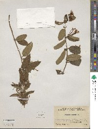 Image of Lonicera confusa