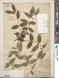 Lonicera trichosantha var. xerocalyx image