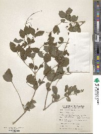 Lonicera caucasica image