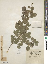 Lonicera caucasica image