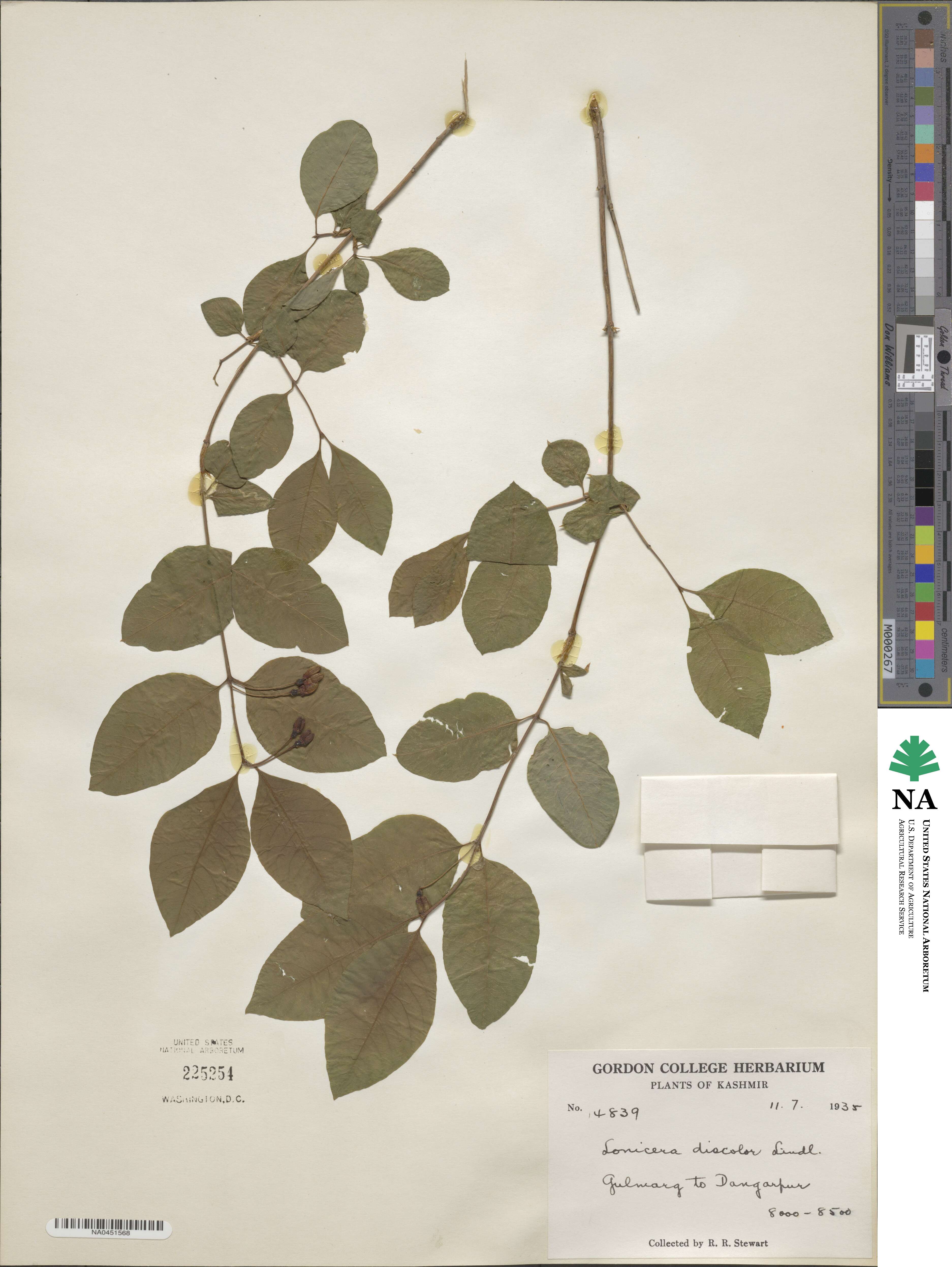 Lonicera caucasica subsp. govaniana image