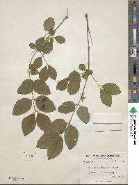 Lonicera caucasica image