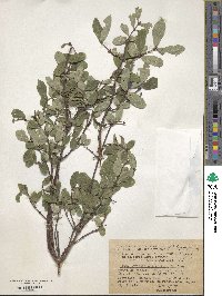 Lonicera caerulea image