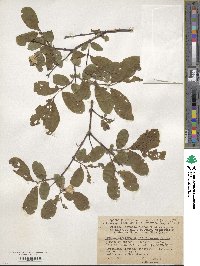 Lonicera caerulea image